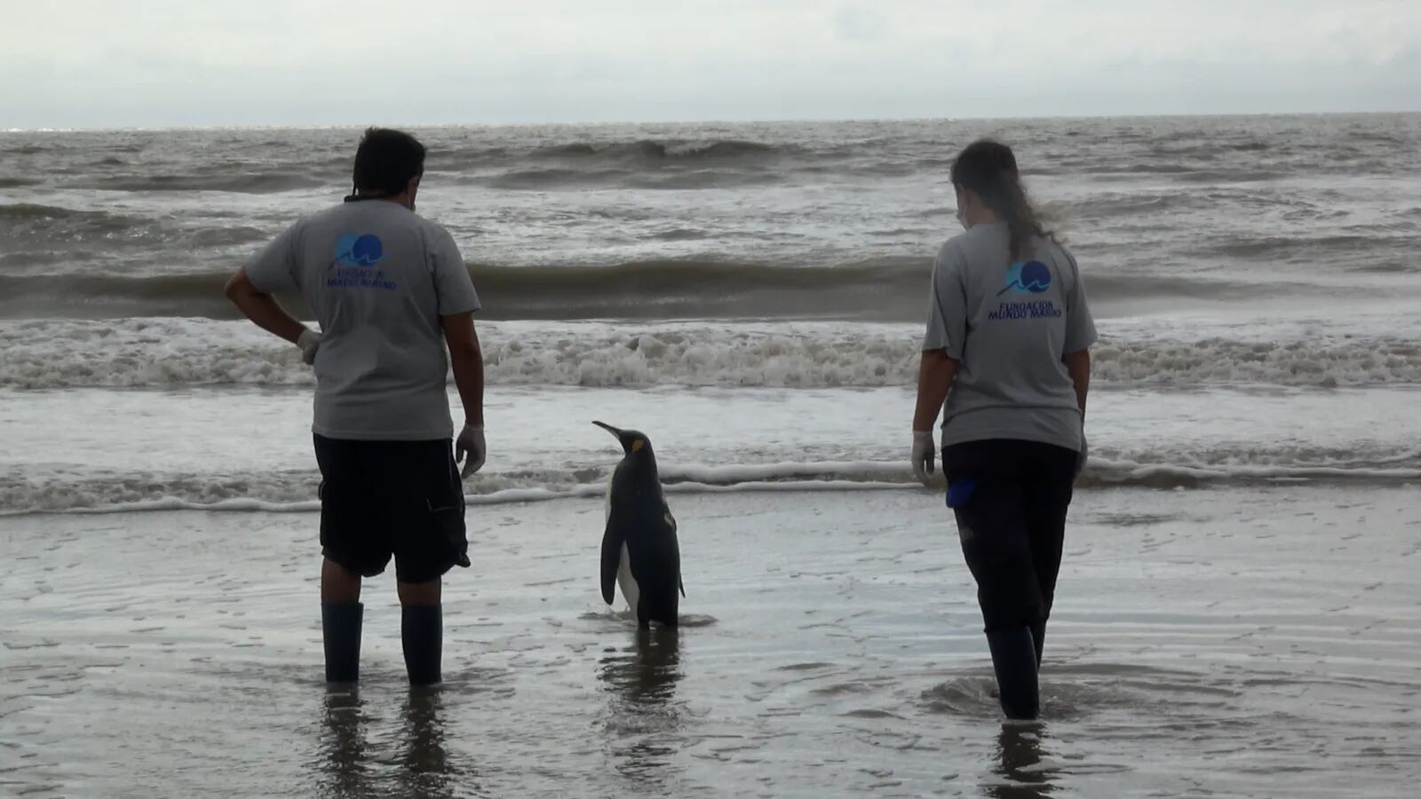 Luego de su rehabilitación, liberaron al animal en costas bonaerenses (Foto: Mundo Marino)
