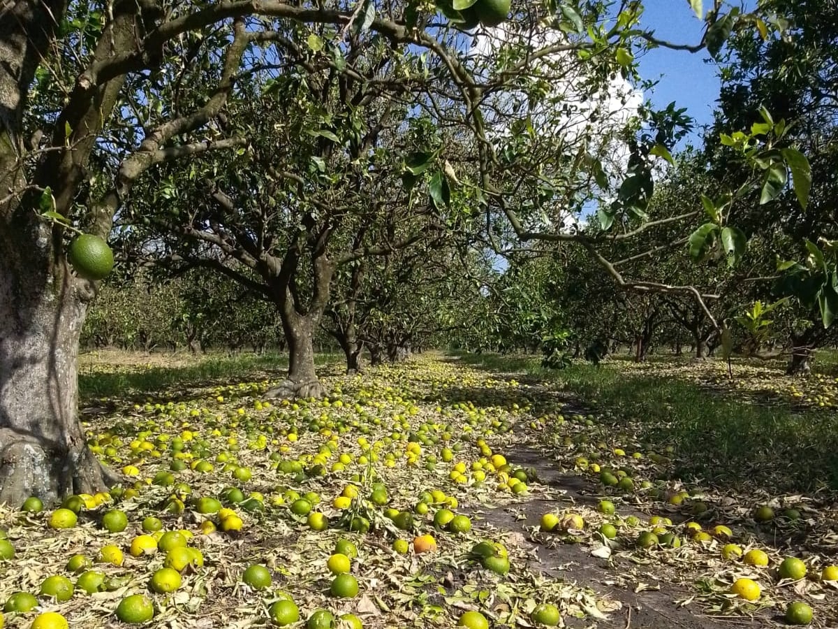 “Causó un desastre”: un violento temporal se llevó la producción de dos importantes regiones citrícolas