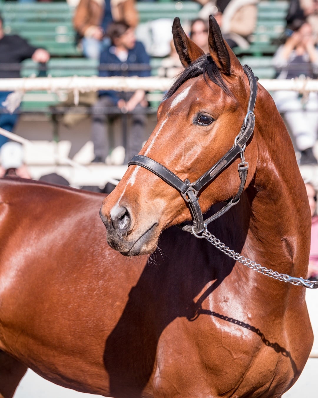 Nuestros Caballos en Palermo: cuándo es y cómo comprar las entradas