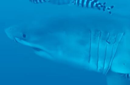 Registran por primera vez en video a un gran tiburón blanco adulto en aguas del Mediterráneo