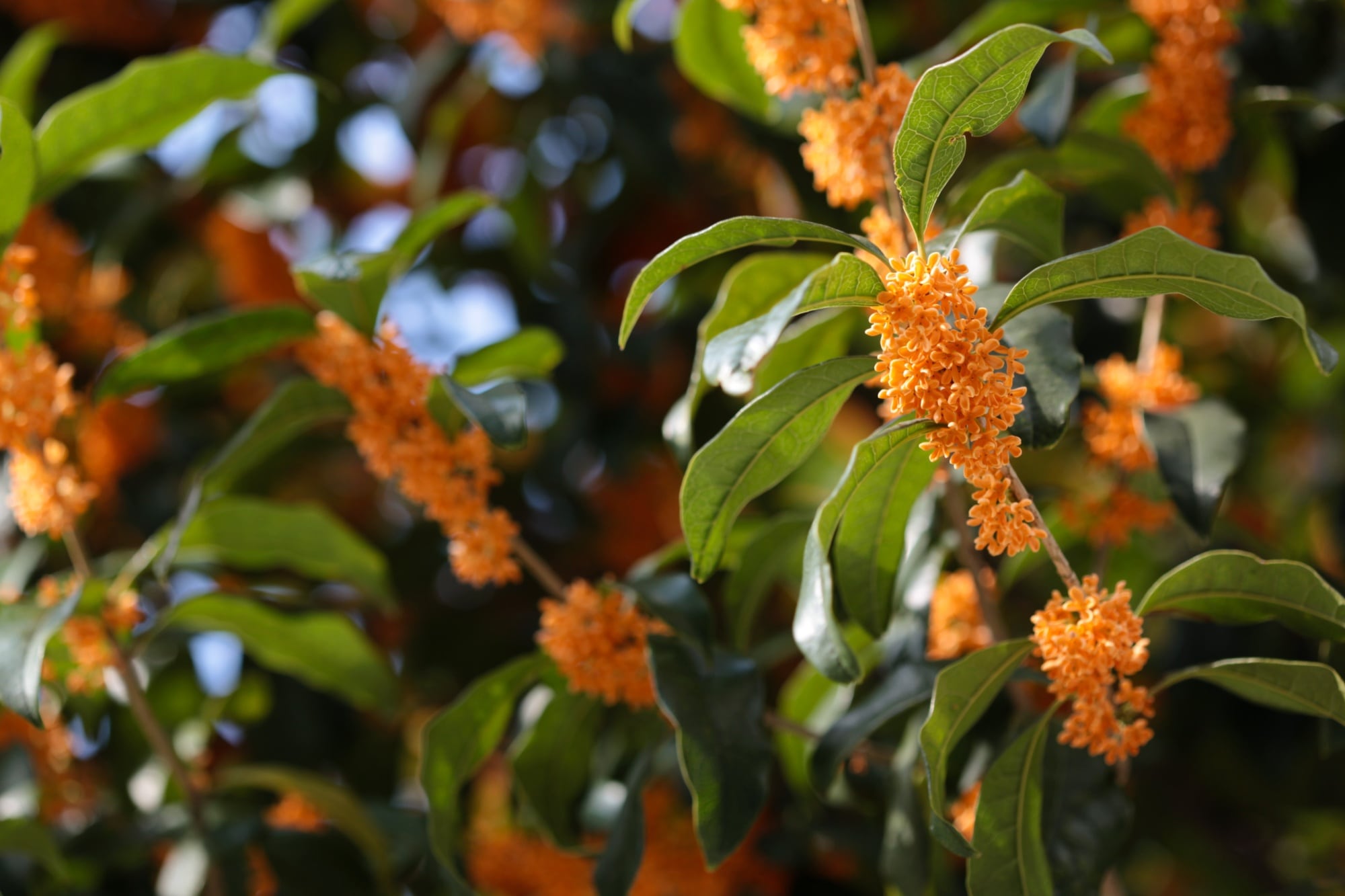 El árbol milenario que es ideal para perfumar el jardín y crece en maceta