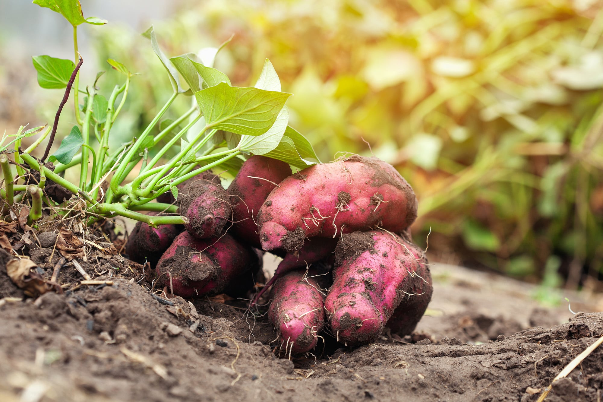 Con calor y horas de luz en aumento, los brotes de batata encuentran el momento justo para crecer