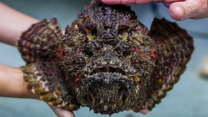 El pez piedra suele permanecer camuflado entre rocas y grietas, lo que facilita que los bañistas desprevenidos lo pisen