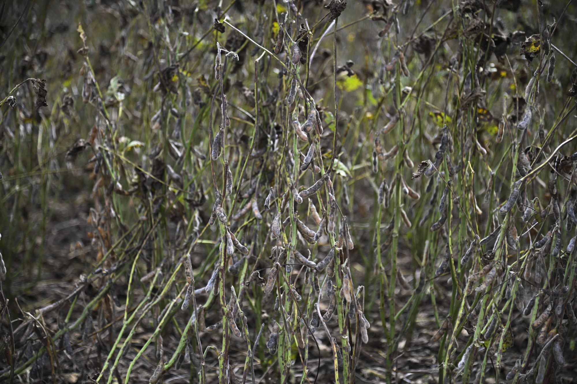 “Los días no acompañan”: las lluvias no dan tregua y los productores no pueden acelerar la cosecha de soja 9 Hay lugares donde aplican productos para que la planta se