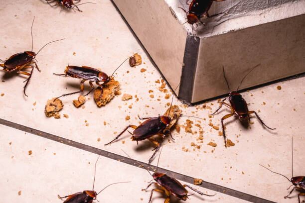 Las cucarachas pueden infectar nuestra comida