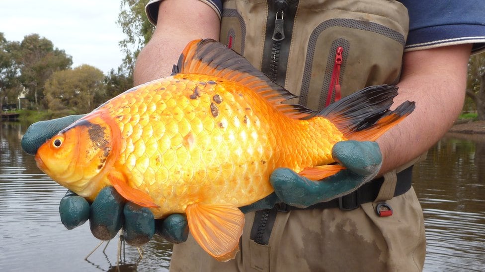 En un entorno natural los peces dorados alcanzan un gran tamaño
