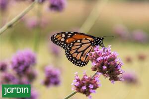 10 plantas que podés sumar a tu jardín para llenarlo de mariposas