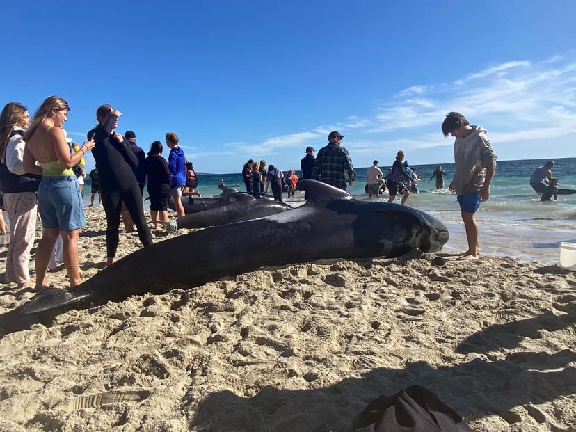 Turistas y voluntarios ayudan a mantener húmedas a las ballenas