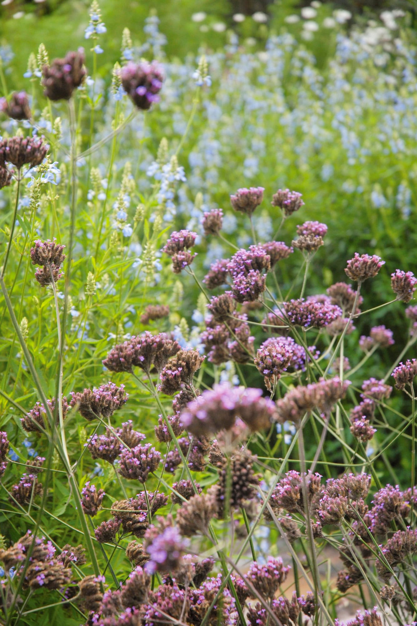 Verbena bonariensis: cabezas violetas diminutas, elevadas sobre varas finísimas, construyen una arquitectura aérea que juega con la luz