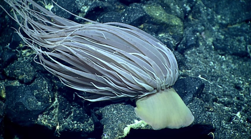 La esfera dorada está formada por restos de una anémona de aguas profundas