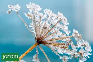 Conocé los distintos tipos de heladas y qué podemos hacer para cuidar nuestras plantas