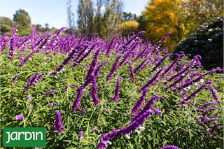 6 plantas que amamos porque florecen una y otra vez
