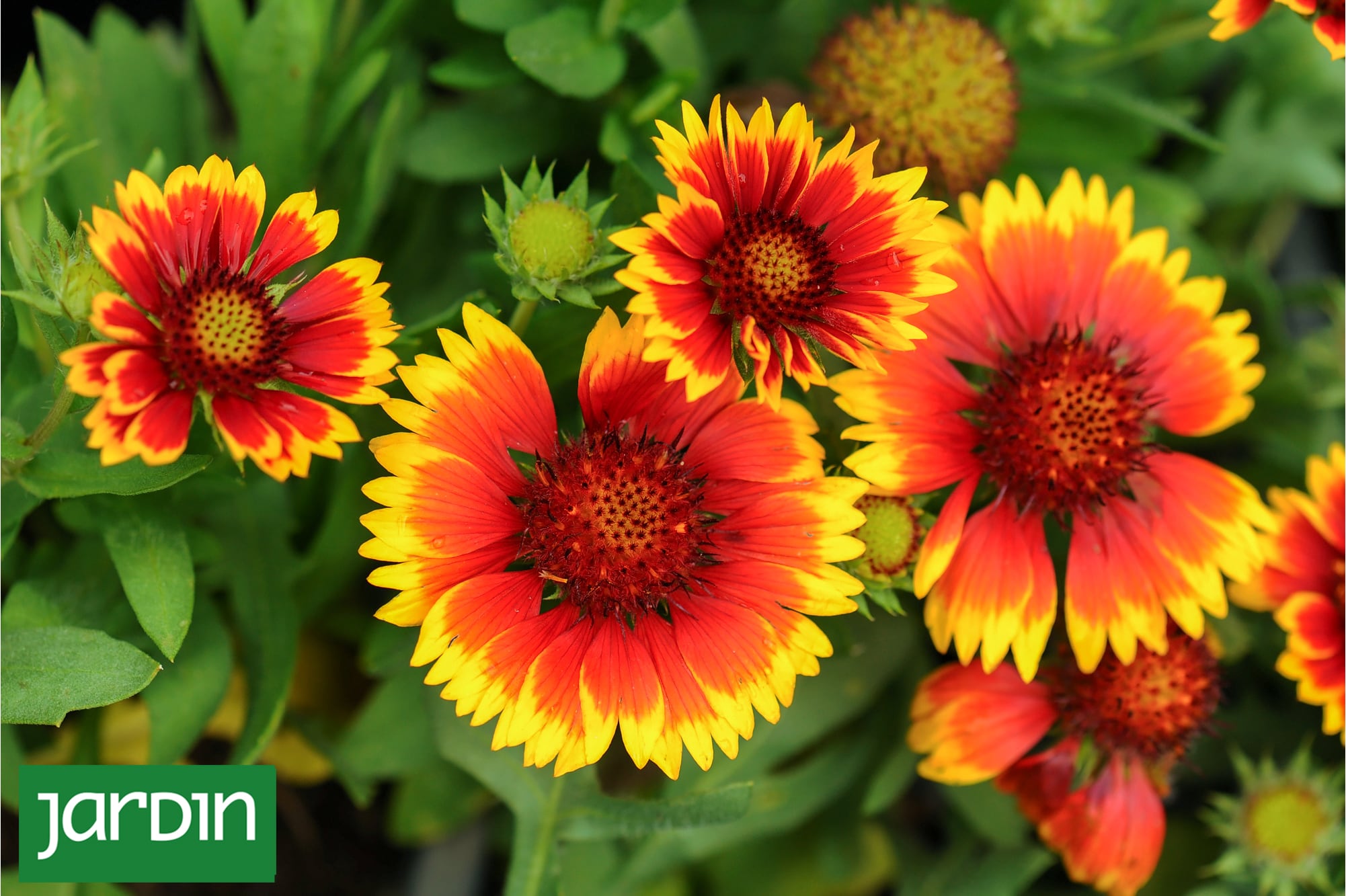 De malezas a protagonistas: las flores “olvidadas” que hoy definen el nuevo jardín