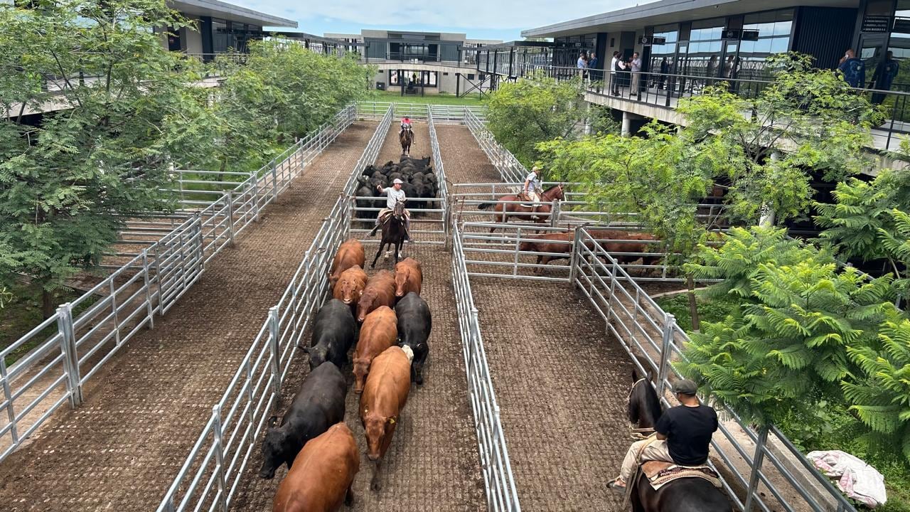 El detalle de venta fue 1271 novillos; 910 novillitos; 1304 vaquillonas; 1774 vacas; 177 conservas, y 114 toros