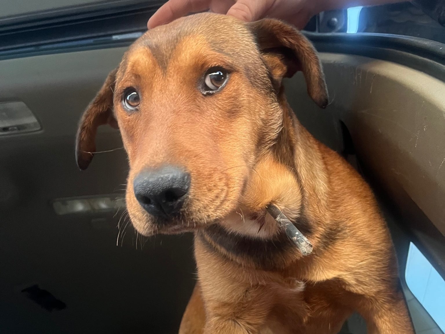 Con una flecha clavada en el cuello y un balazo en el abdomen, lo rescataron justo a tiempo: “Alguien lo estaba cazando”