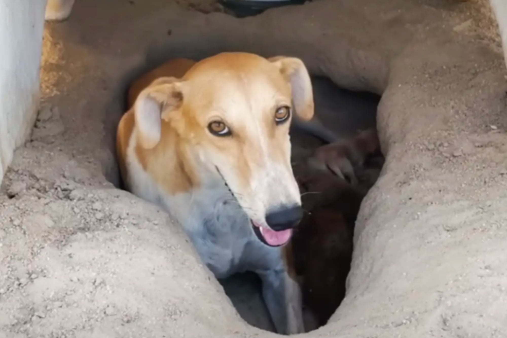 La historia de esta perra conmovió a todos en redes sociales (Foto: The Dodo)