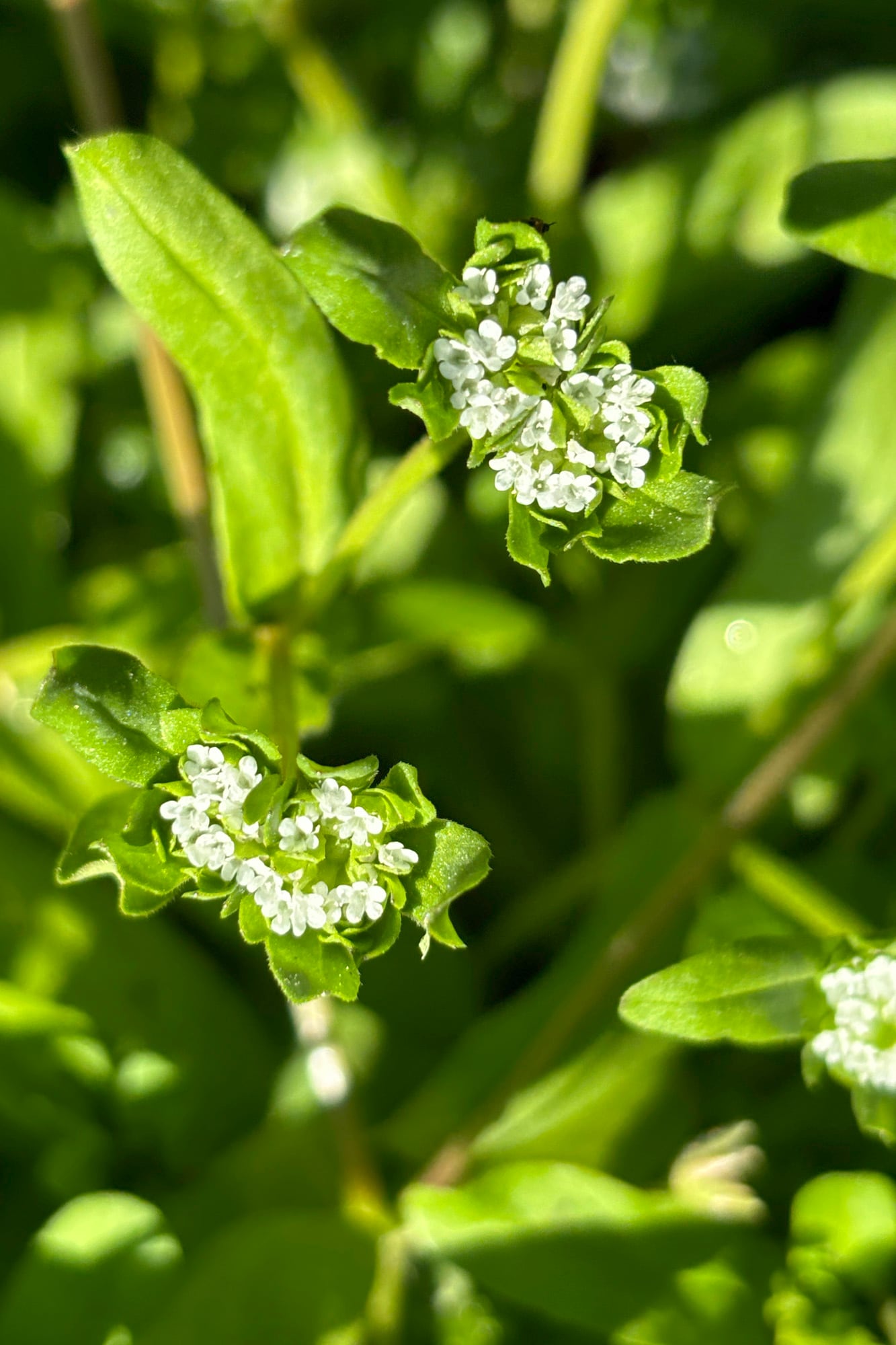 Flor de la especie, que puede cutivarse también en macetas o cajones