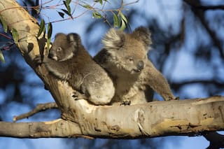 ¿Por qué perder a los koalas nos pone en peligro?