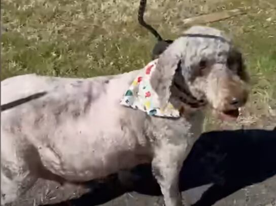 La perra estaba visiblemente embarazada (Captura: The Dodo)