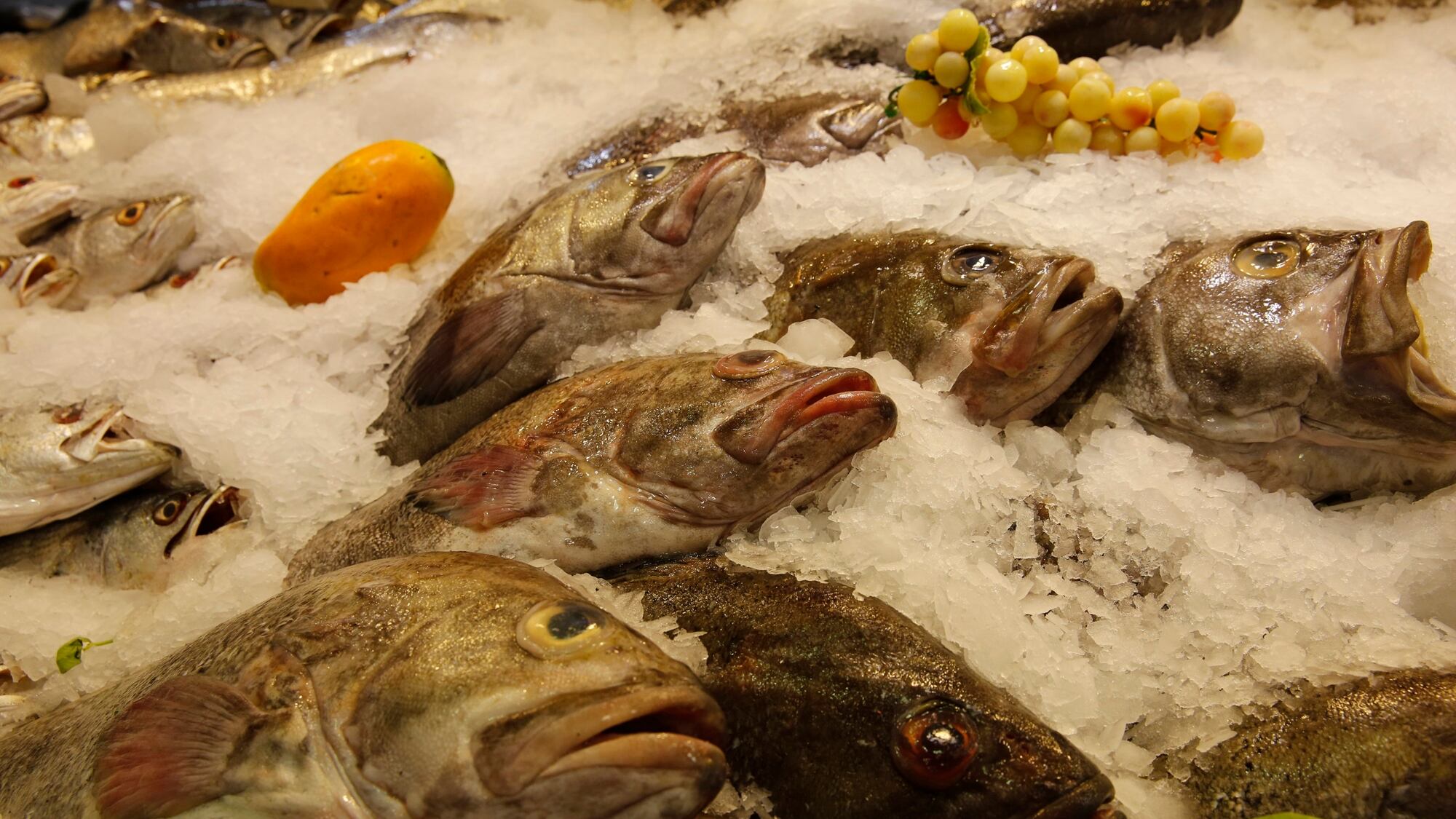 En la Argentina, 36% de los pescados distribuidos en grandes ciudades no son lo que la etiqueta dice