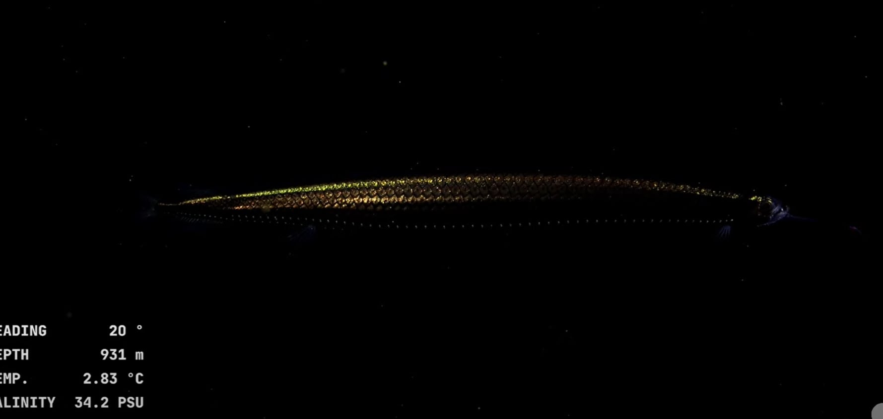 Esta campaña da continuidad a las expediciones Talud Continental I, II y III, realizadas a bordo del Buque Oceanográfico Puerto Deseado del CONICET, que permitieron describir decenas de nuevas especies (Foto: Captura YouTube Schmidt Ocean)