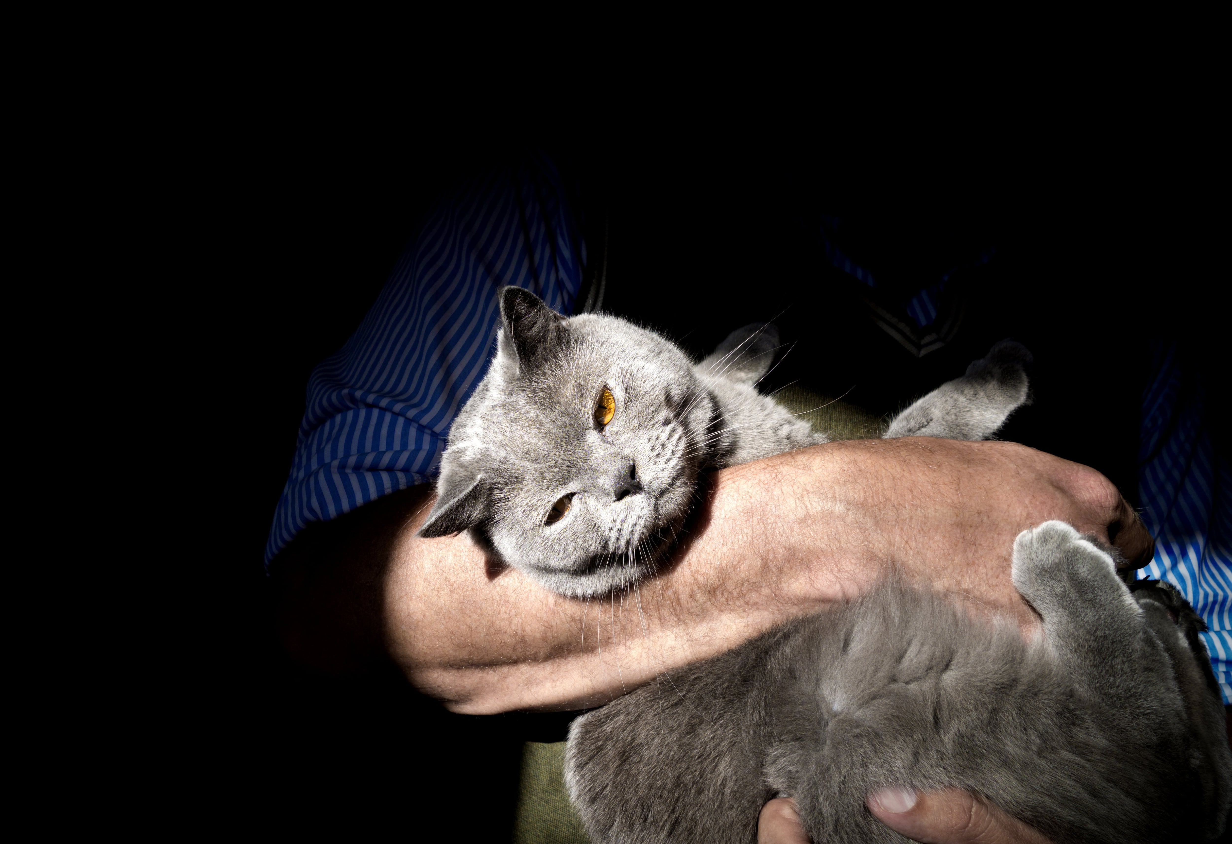 Los beneficios de las mascotas: los gatos ofrecen algunos atributos interesantes para los niños ya que son más tranquilos y pueden funcionar muy bien frente a cuadros de hiperactividad