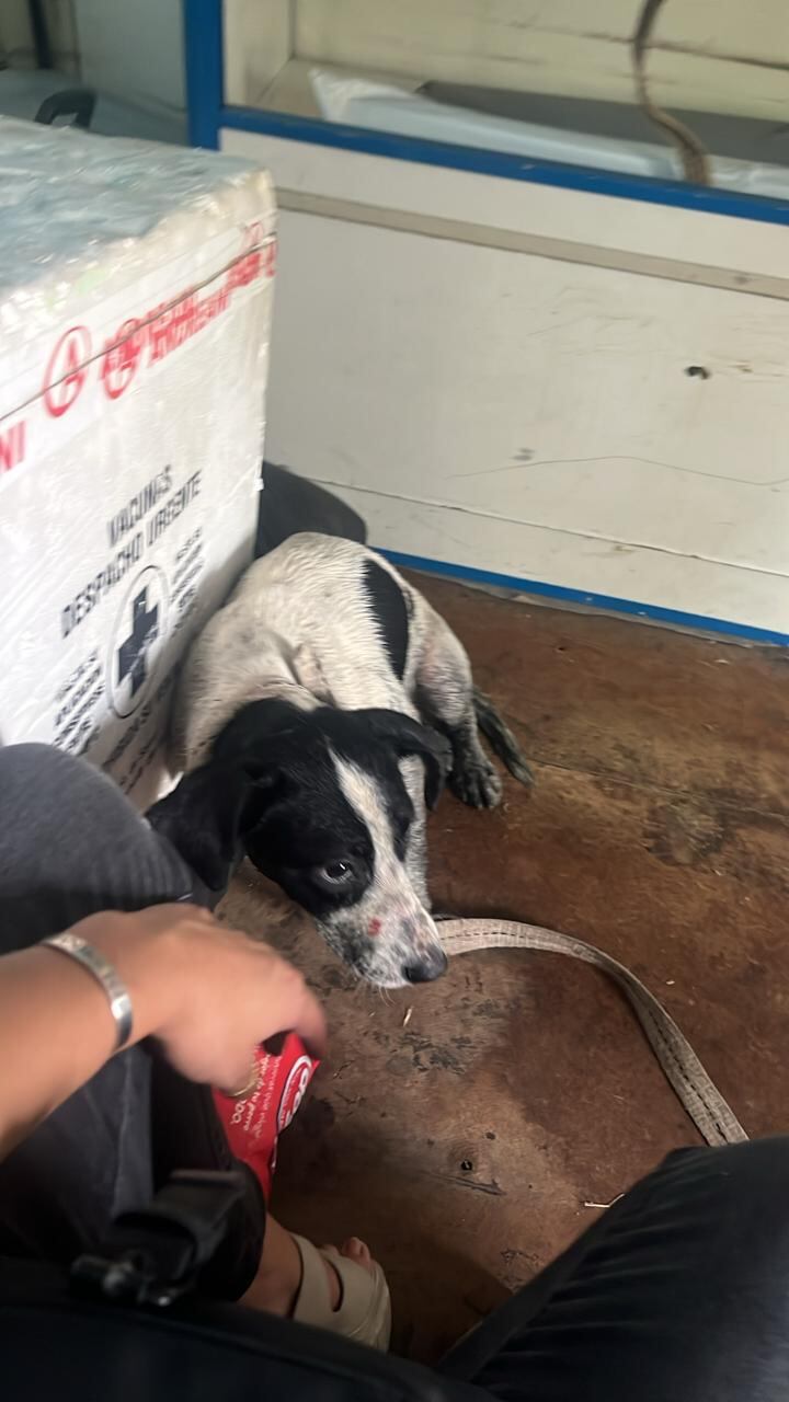 Cristal recibió los primeros cuidados en el Hospital Veterinario de Lomas de Zamora.