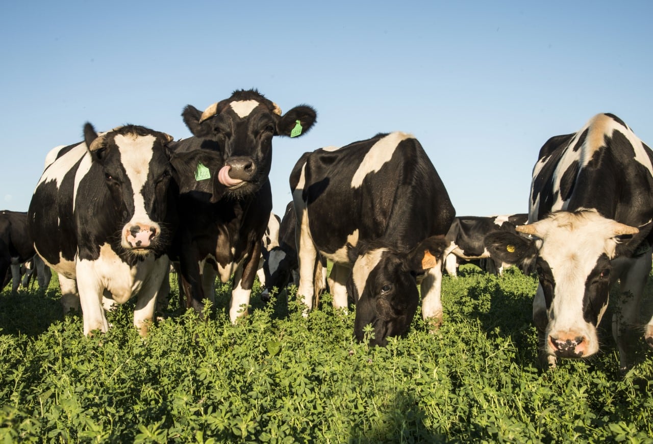 Se debe tener una buena estrategia de alimentación