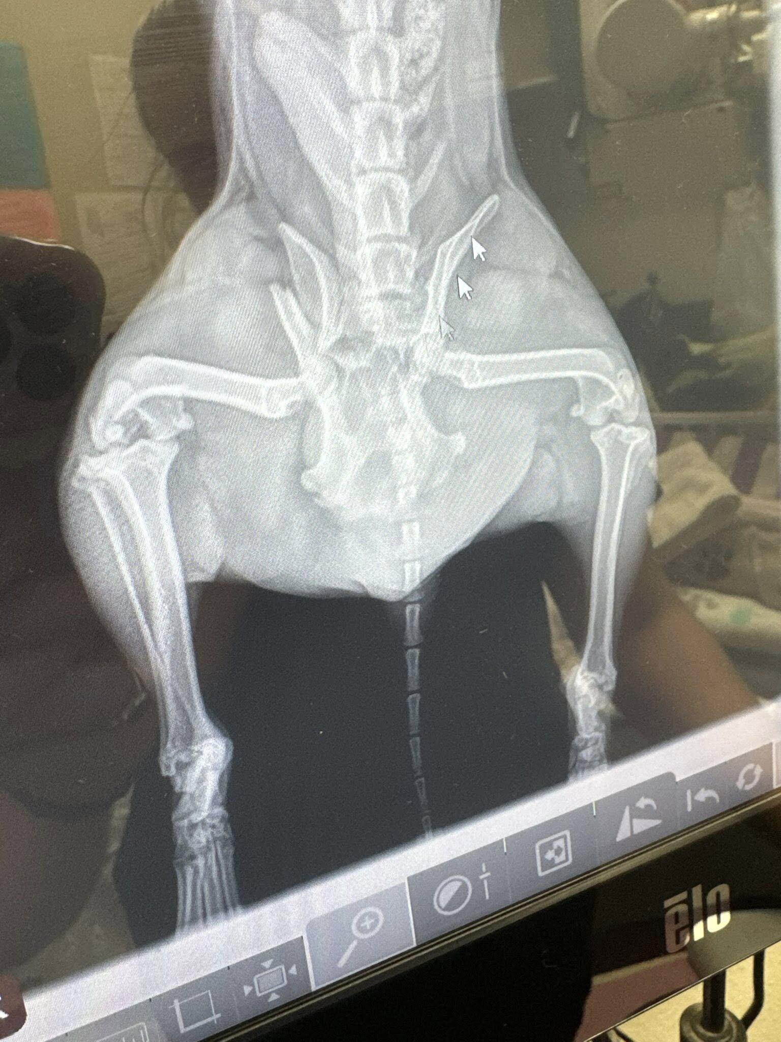 Las placas mostraron que Rosen tenía la cadera destrozada y la cola quebrada.