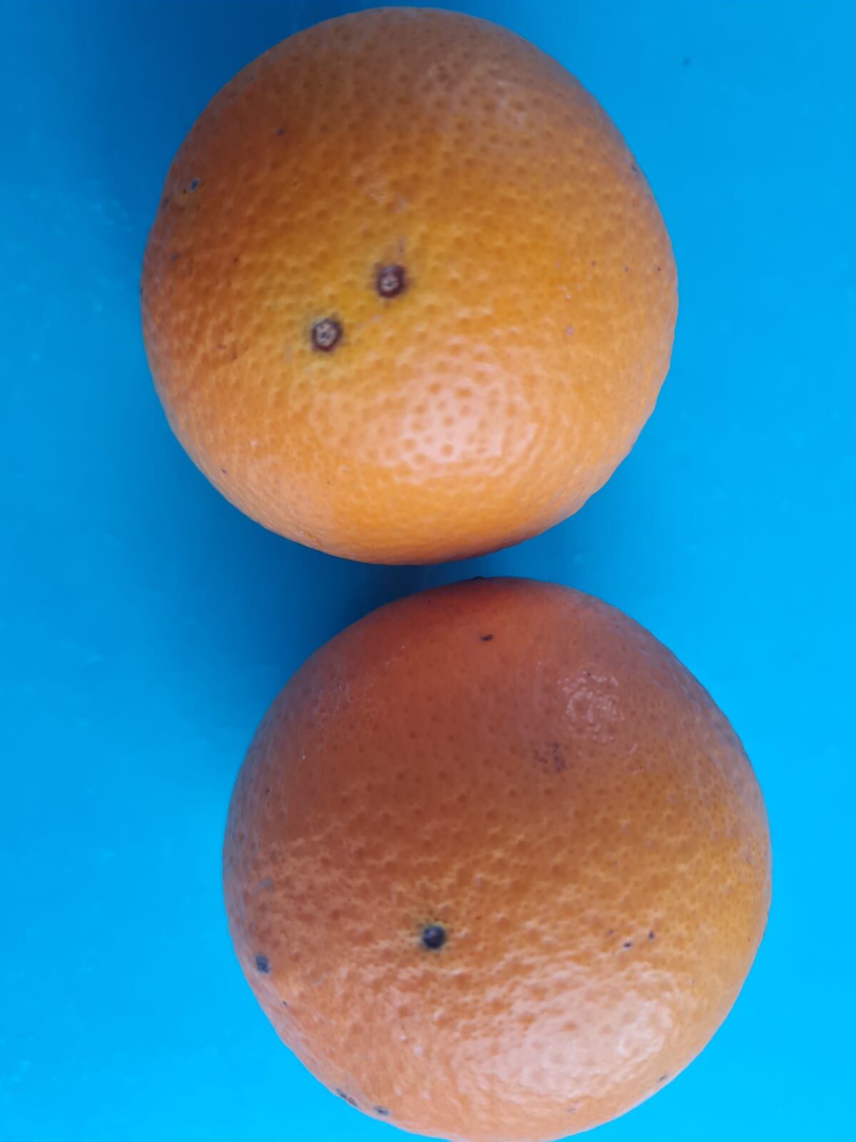 Conflicto: la Unión Europea comenzó a rechazar naranjas argentinas y alertan sobre una barrera paraarancelaria 6 Así es la mancha negra en la naranja