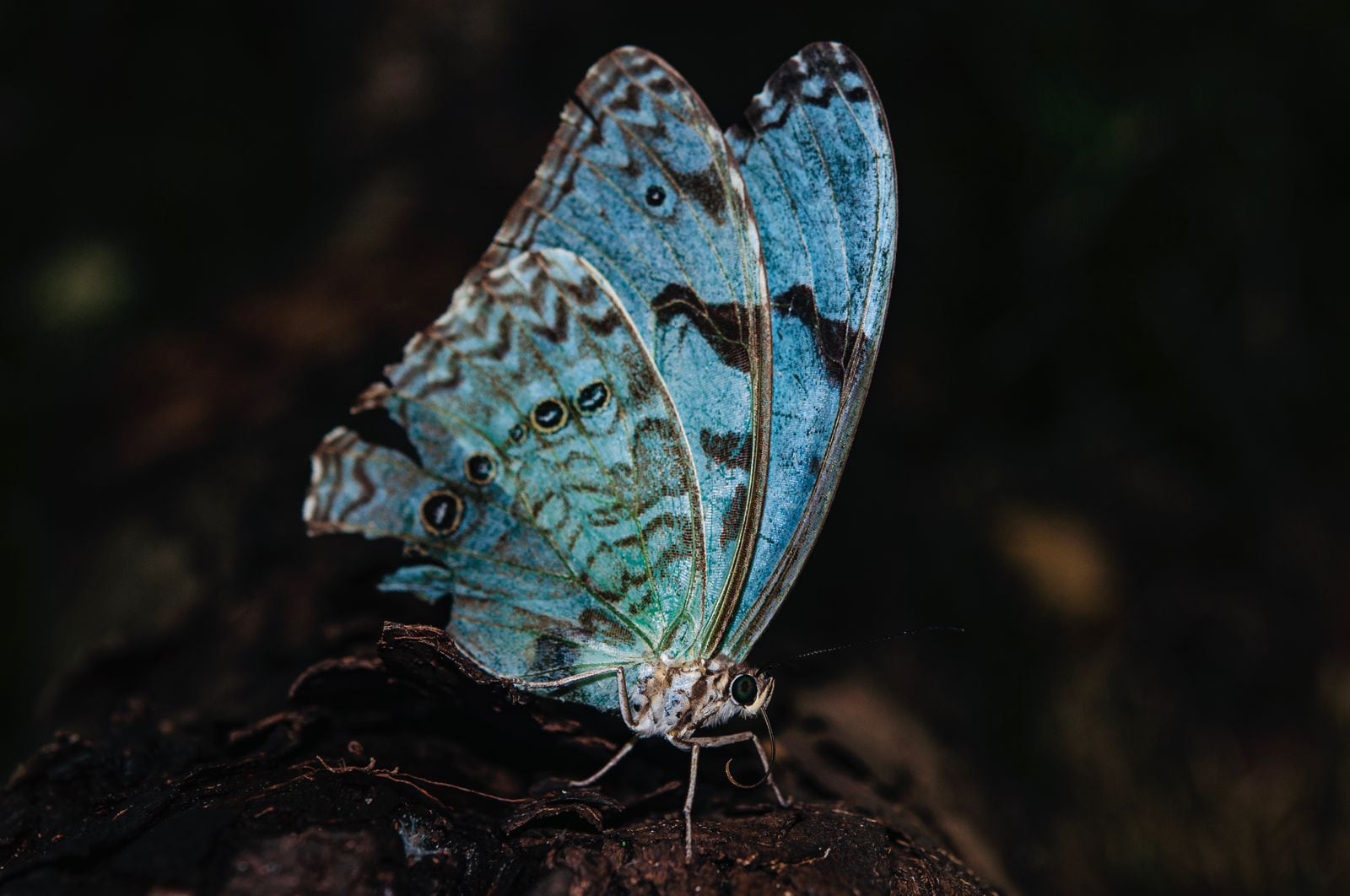 La mariposa Bandera Argentina está asociado por su colorido con el pabellón nacional
