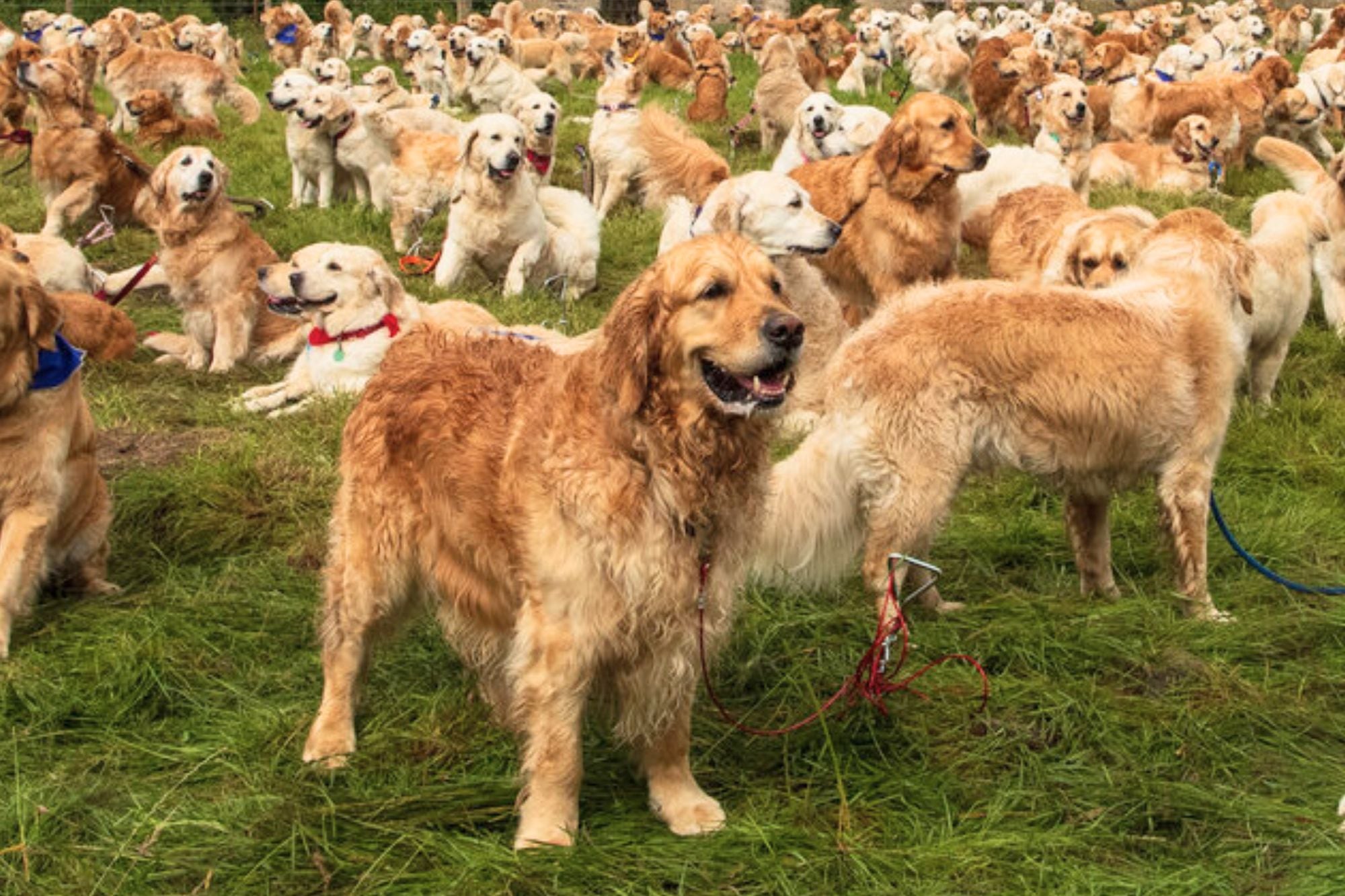 Dónde y cuándo es la juntada de perros Golden Retriever en la Argentina que busca ser récord mundial