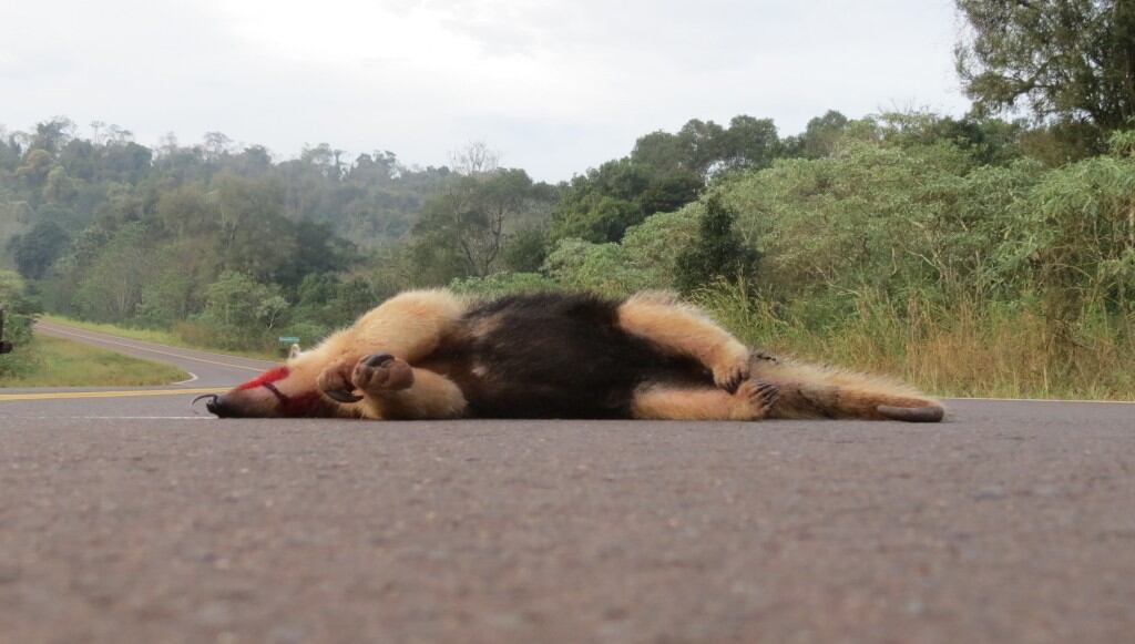 Los oso hormigueros, víctimas de las rutas