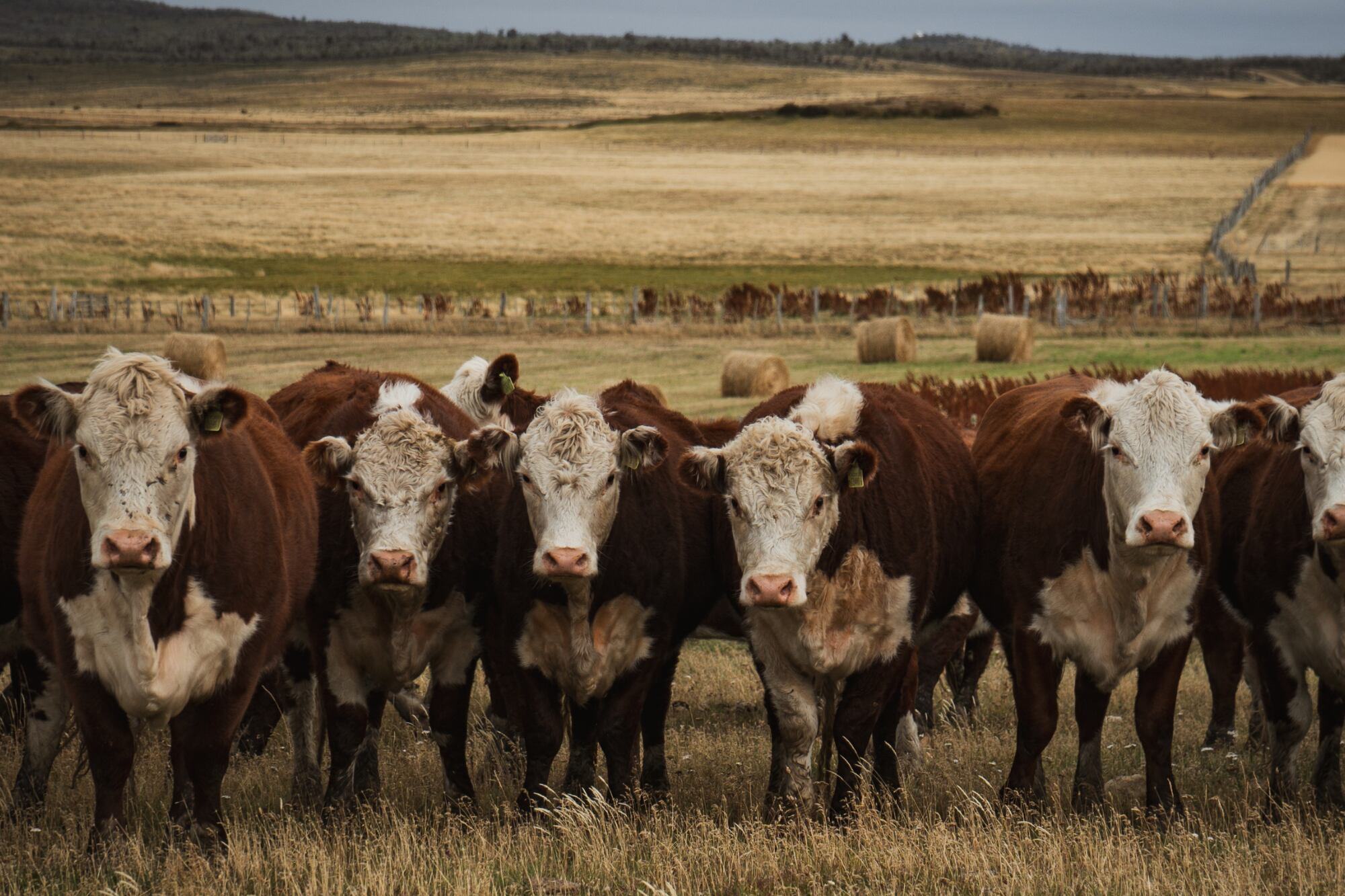 Apolinaire dijo: “Hace años que venimos luchando para poder vender animales desde la Argentina a Chile, para exportar genética. Por la condición de sanidad particular de libres de aftosa sin vacunación y libres de brucelosis y tuberculosis, era muy bueno. Hoy esa posibilidad se cayó y eso no es posible”