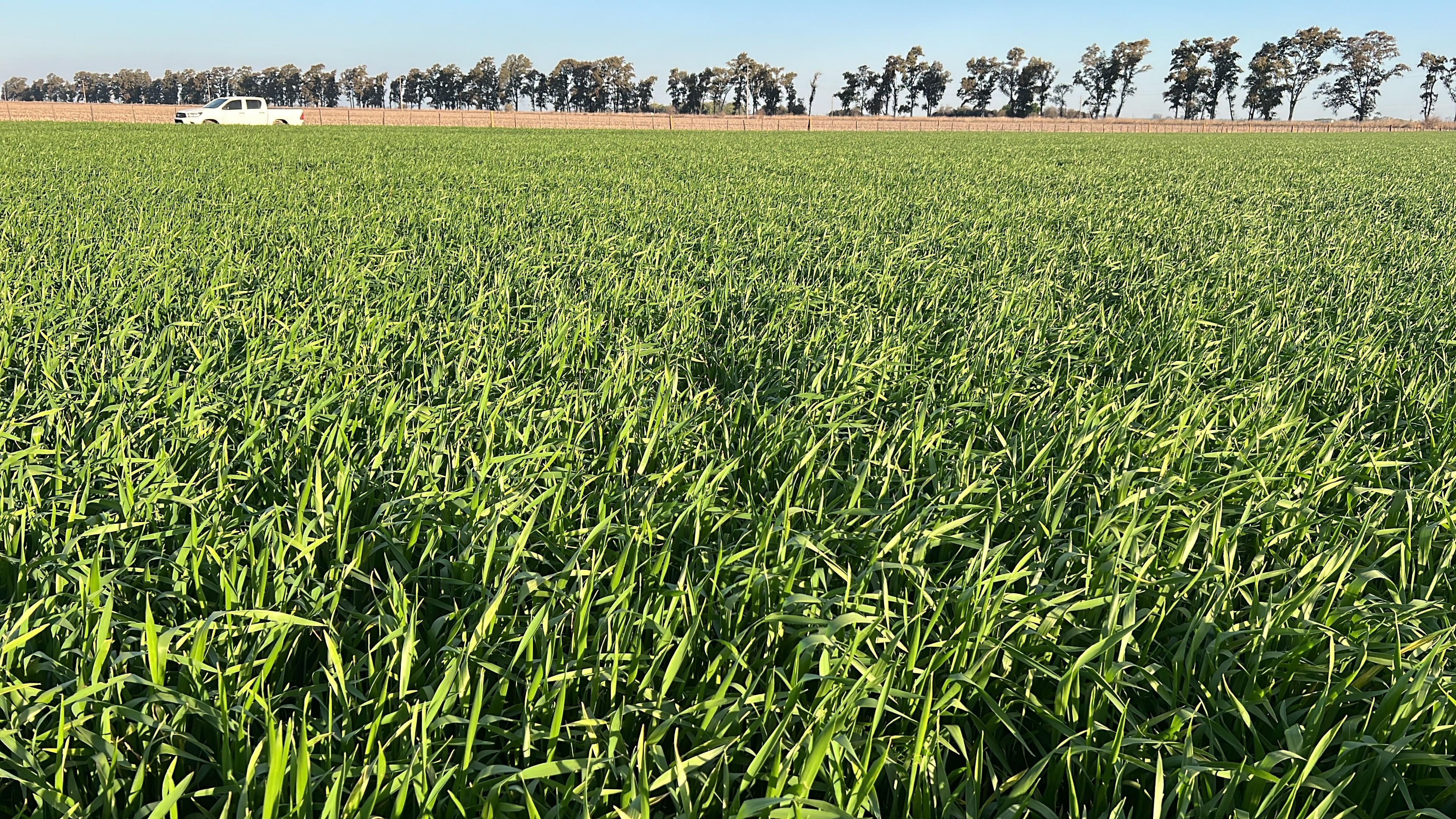 Un lote con trigo en el sudeste cordobés