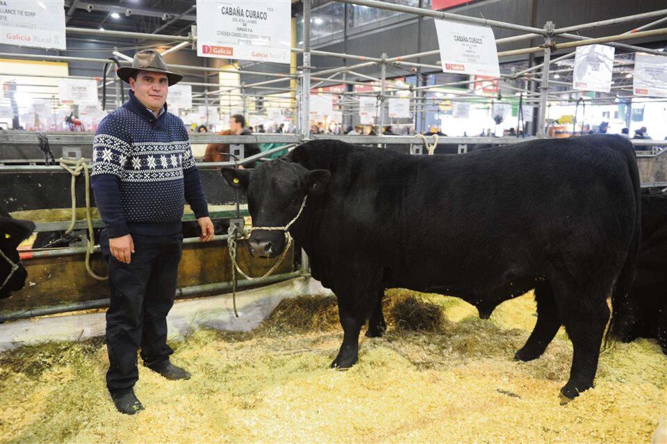 El toro Mbappé, de la raza Angus y presentado en la exposición rural de 2024, es otro de los éxitos del matrimonio Cavigliasso-Pertegarini, que incursiona en el agro y en la genética bovina.