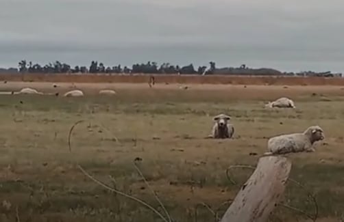 “Impresionante”: un violento tornado hizo volar ovejas y en un campo mató 20