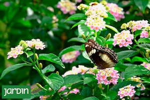 Cambia de color, es fácil de cultivar, atrae mariposas y tiene flores todo el año