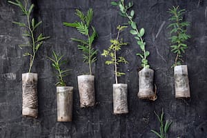 Al pie del Uritorco, un vivero forestal que busca preservar y difundir las nativas cordobesas