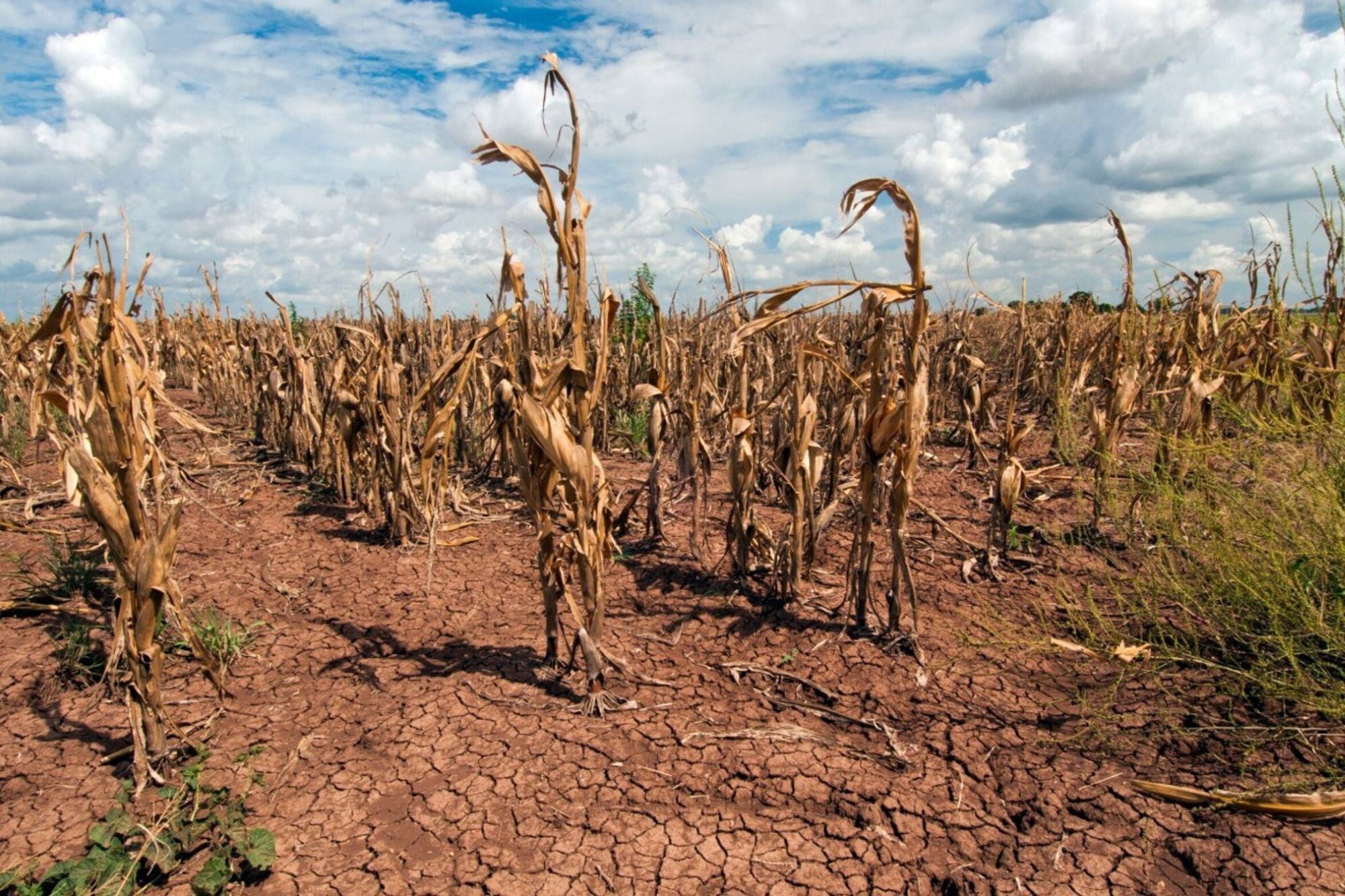 El USDA intenta que se pueda sobrellevar de mejor manera la sequía (Archivo)