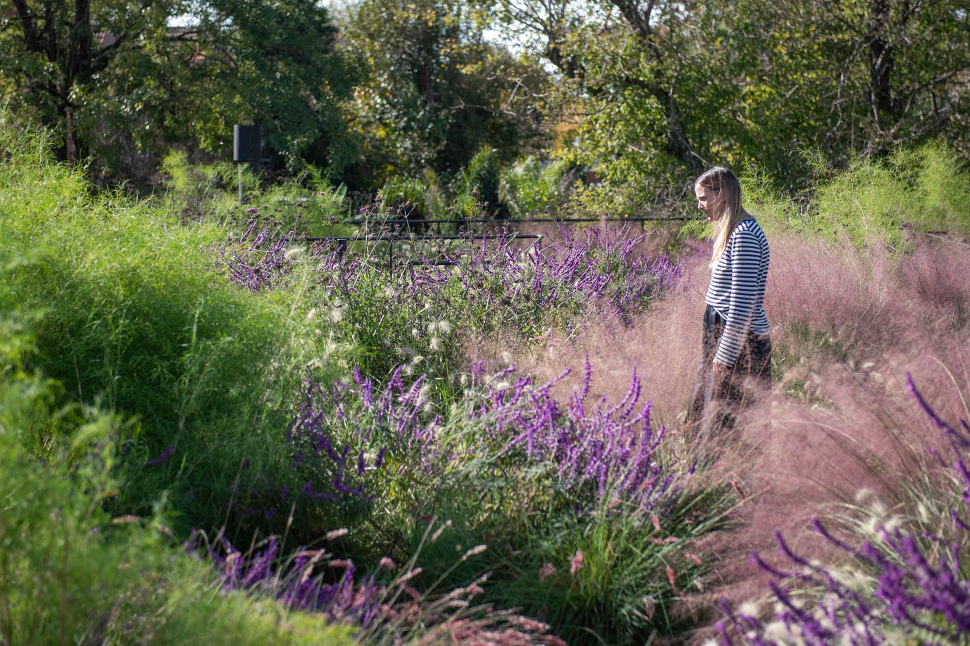 La luz atraviesa sus inflorescencias y convierte a la Muhlenbergia capillaris en una masa rosada que parece flotar