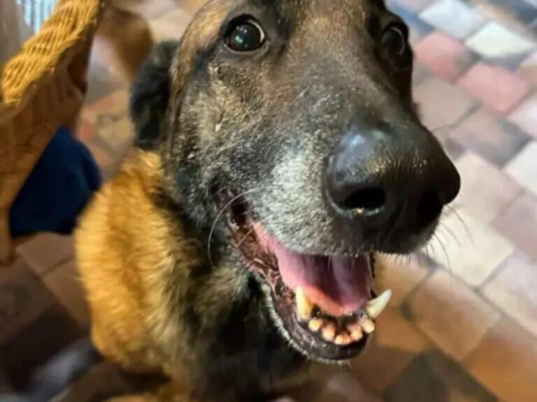 Loubo fue el último perro de Alain Delon (Foto: Anouchka Delon)