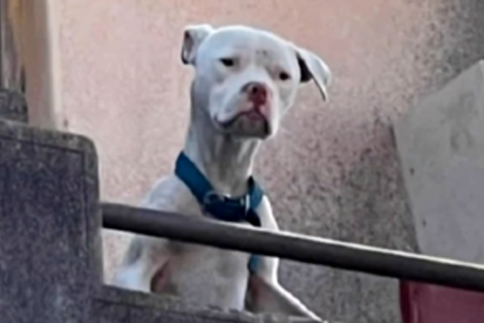 Rescataron a un dogo desnutrido de la casa de Barrelier, el único detenido por el femicidio de Agostina Vega