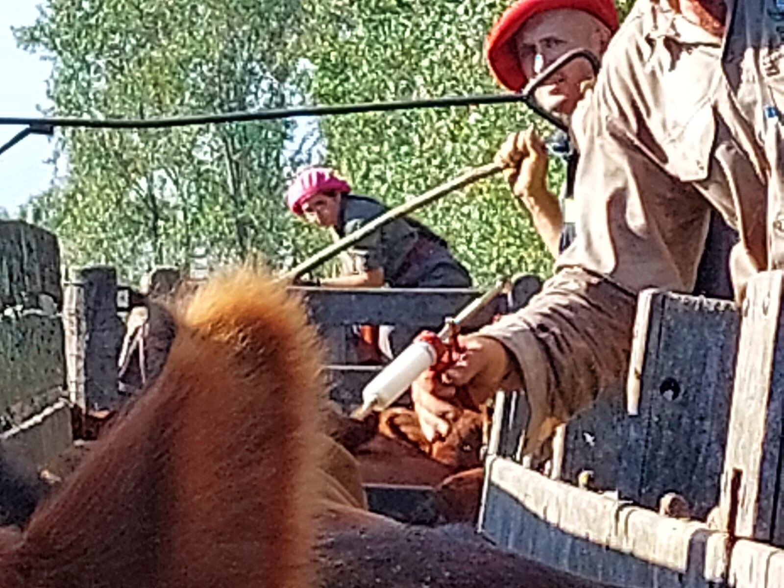 Desde 2026, en la segunda campaña anual dejarán de vacunarse vaquillonas, novillos, novillitos y toritos; la aplicación se limitará a terneros y terneras