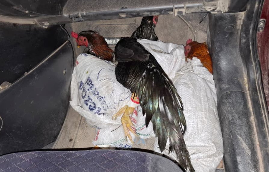 En bolsas de arpillera y con 16 puntas metálicas: la Gendarmería Nacional rescató 8 gallos destinados a la riña ilegal