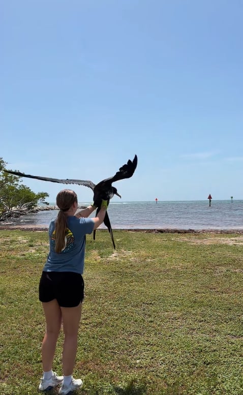El ejemplar fue liberado el 14 de agosto despuรฉs de completar su rehabilitaciรณn (Captura: Instagram @keepthemflying)