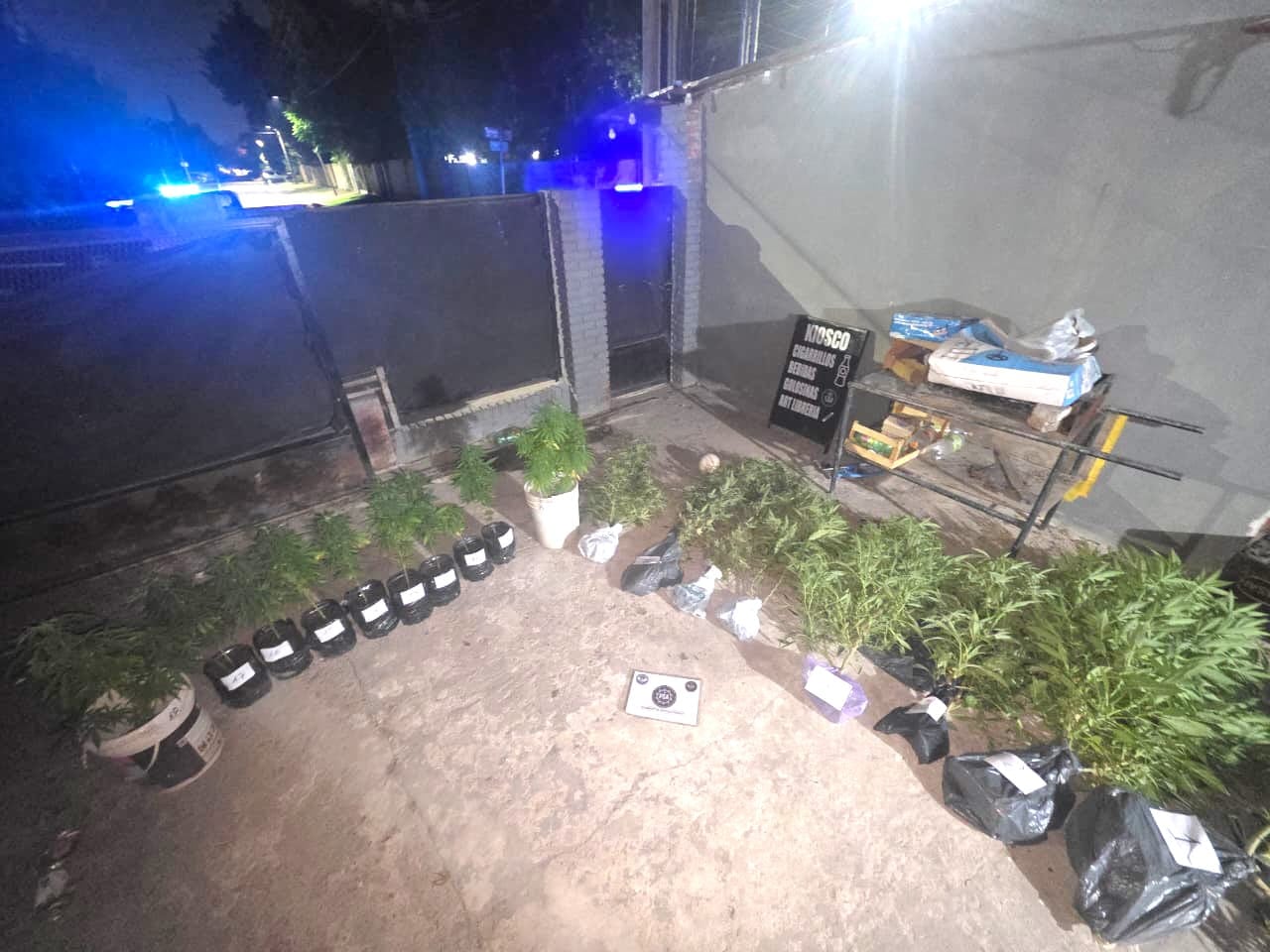 Cayó un policía que tenía en su casa 18 plantas de cannabis y más de dos kilos cosechado