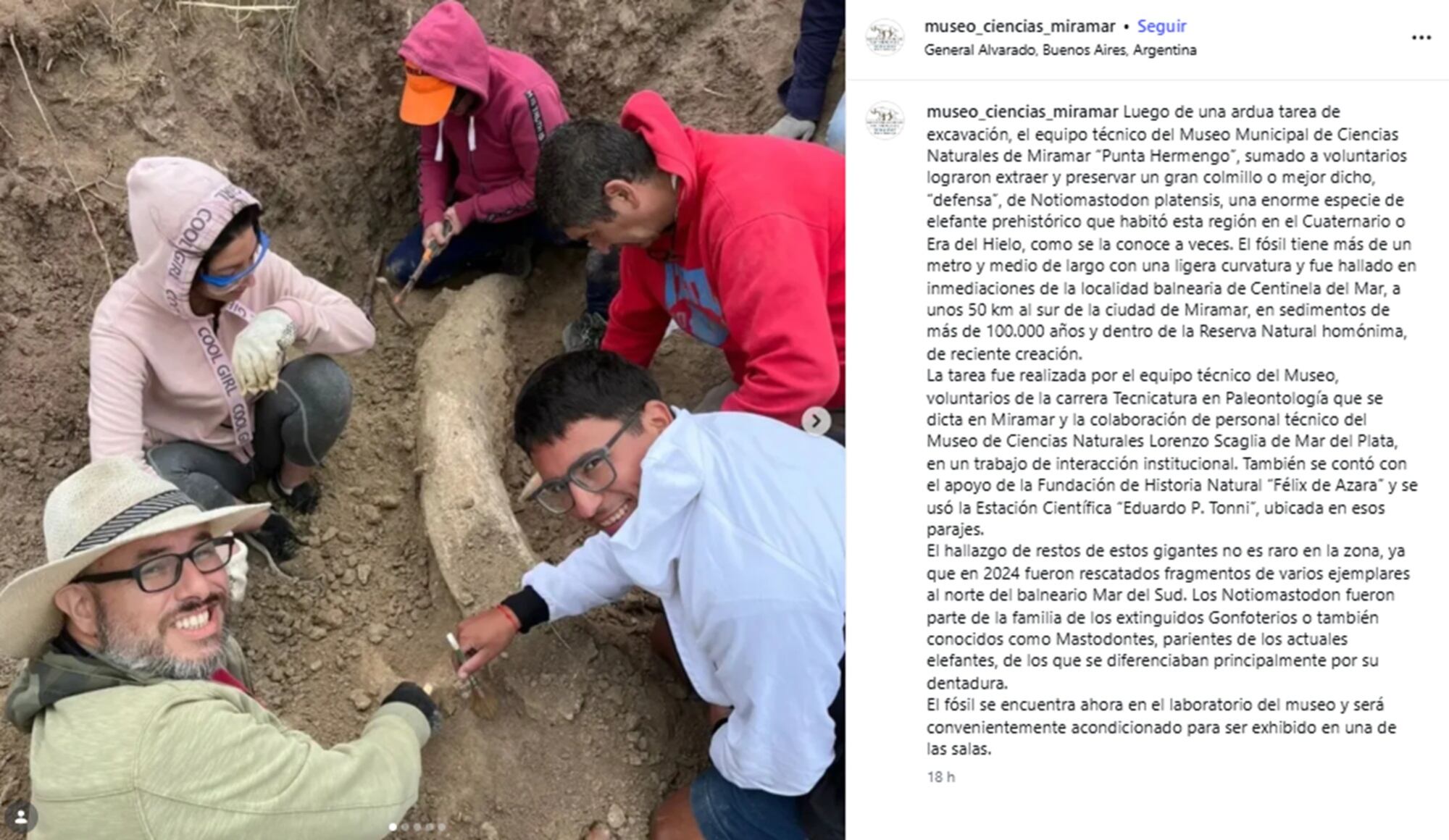 El Museo Municipal de Ciencias Naturales de Miramar sumó un nuevo descubrimiento de un fósil