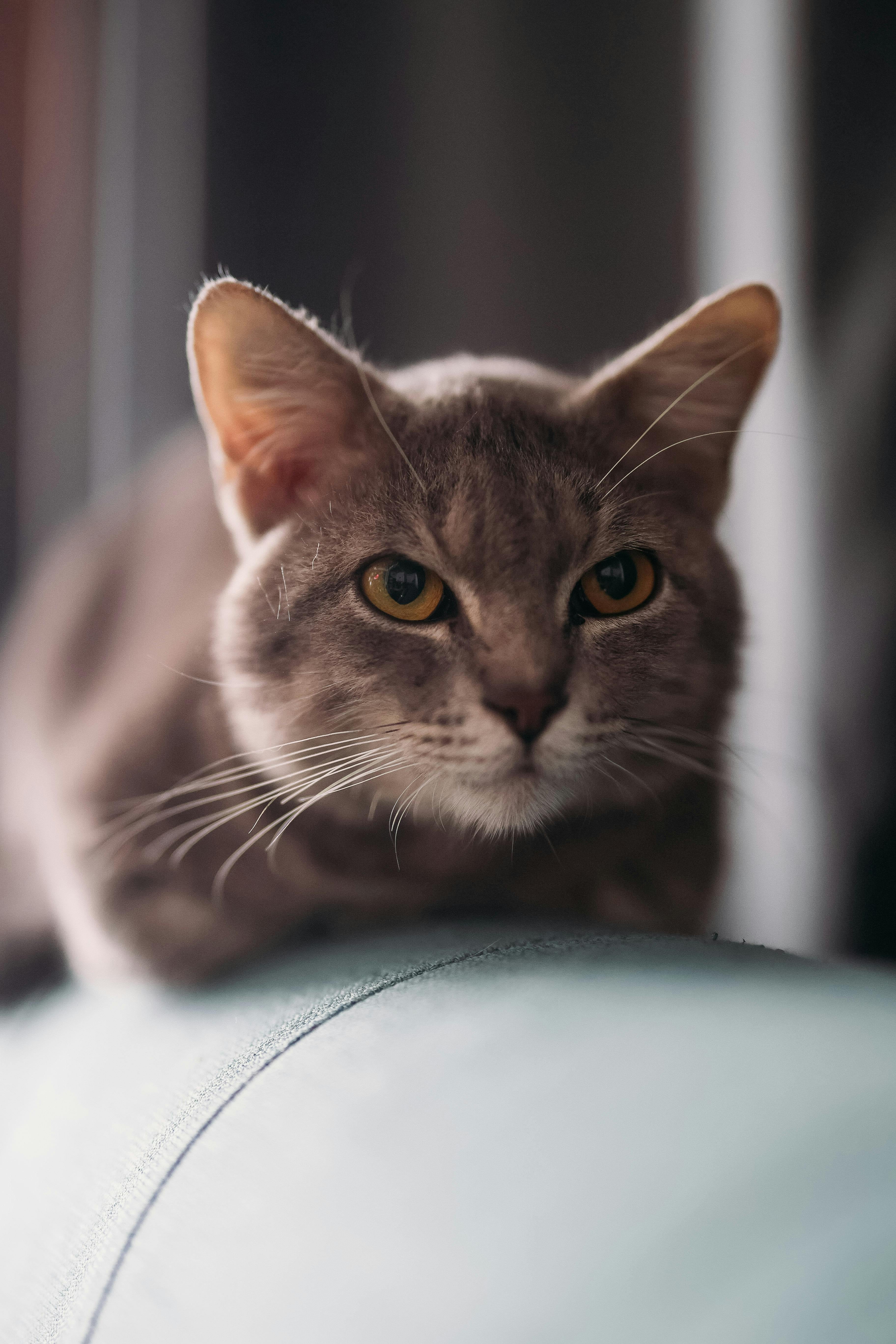 La comunicación felina comprende tres grandes áreas: comunicación vocal, comunicación corporal y comunicación visual