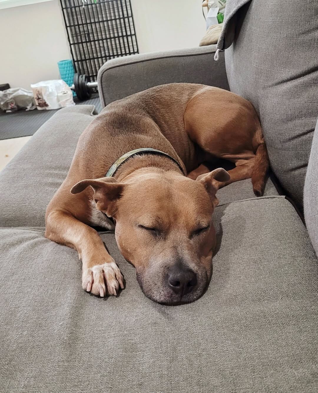 Según sus cuidadores, ama los paseos, las siestas y la compañía humana (Foto: Instagram @wagsandwalks)